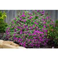 Polygala Little Polly - Polygala myrtifolia x oppositifolia 140mm