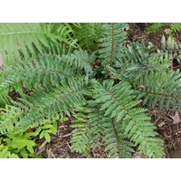 Polystichum retroso-palaceum 130mm