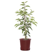 Portuguese laurel - Prunus Lusitanica 250mm
