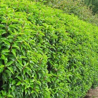 Prunus Lusitanica Portuese Laurel 140mm