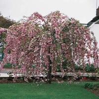 Weeping Cherry Cheals 6ft - Prunus serrulata Kiku-shidare-zakura 400mm