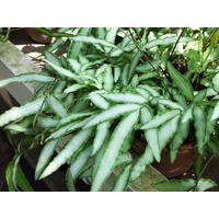 Silver Ribbon Fern - Pteris cretica 140mm