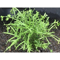 Moonlight Fern - Pteris Cretica Mayii 130mm