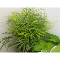 Jungle Brake Fern - Pteris Umbrosa 130mm