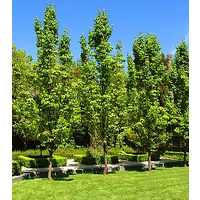 Capital Pear - Pyrus calleryana Capital 200mm