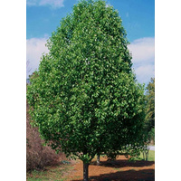 Cleveland Select Pear - Pyrus calleryana Cleveland Select 200mm