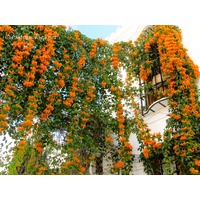 Orange Trumpet Vine - Pyrostegia venusta Hoop 200mm