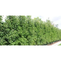 Ornamental Pear Winter Glow - Pyrus calleryana Winter Glow 200mm