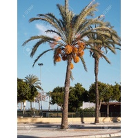 True Date Palm - Phoenix dactylifera advanced