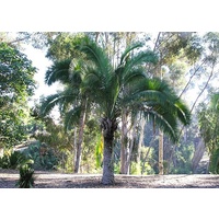Cliff Date Palm - Phoenix Rupicola 2.5m clear trunk