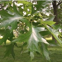 Pin Oak - Quercus palustris 200mm