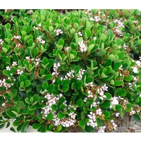 Indian Hawthorn - Rhaphiolepis Umbellata 140mm