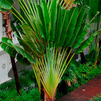 Travellers Palm - Ravenala madagascariensis 300mm