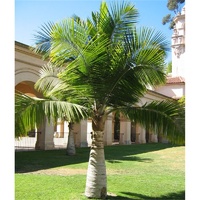 Majestic Palm - Ravenea Rivularis 100ltr
