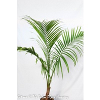 Majestic Palm - Ravenea Rivularis 200mm
