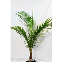 Majestic Palm - Ravenea Rivularis 250mm