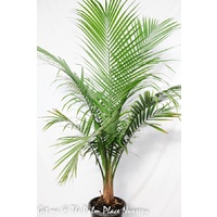 Majestic Palm - Ravenea Rivularis 300mm