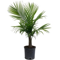Majestic Palm - Ravenea Rivularis Extra Large 300mm