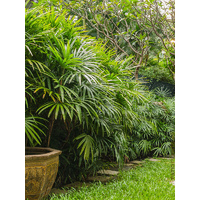 Lady Palm - Rhapis Excelsa 100ltr
