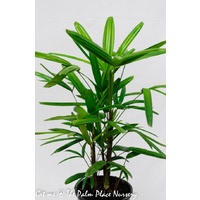 Lady Palm - Rhapis Excelsa 200mm