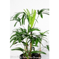 Lady Palm - Rhapis Excelsa 250mm