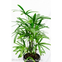 Lady Palm - Rhapis Excelsa 300mm