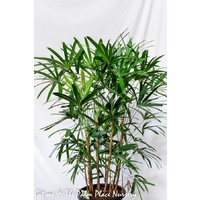 Lady Palm - Rhapis Excelsa 400mm