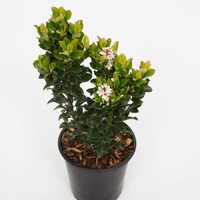 Indian Hawthorn - Rhaphiolepis indica Snow Maiden 250mm