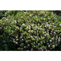 Dwarf Indian Hawthorn - Rhaphiolepis indica Little Bliss 300mm