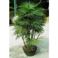 Slender Lady Palm - Rhapis humilis 200mm