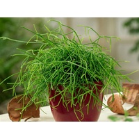Succulent Hanging Baskets - Rhipsalis assorted Hanging Baskets 170mm