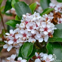 Indian Hawthorn - Rhaphiolepis indica Cosmic White 140mm