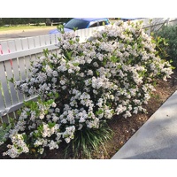 Indian Hawthorn - Rhaphiolepis indica Snow Maiden 140mm
