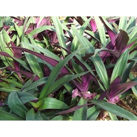 Rhoeo Dwarf - Rhoeo Spathacea Nana 130mm