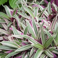 Rhoeo Dwarf - Rhoeo Spathacea Vittata Variegata 200mm