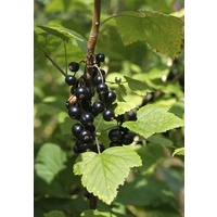 Black Currant - Ribes nigrum 200mm