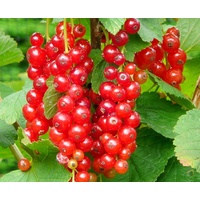 Red Currant - Ribes rigrum 200mm