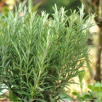 Rosemary - Rosmarinus officinalis 140mm