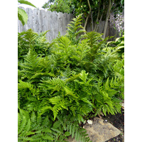 Leatherleaf fern - Rumohra adiantiformis 100mm