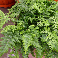 Leatherleaf fern - Rumohra adiantiformis Hanging Basket 200mm