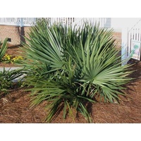 Dwarf palmetto - Sabal Minor 400mm
