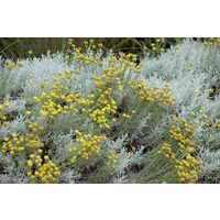 Lavender-cotton - Santolina chamaecyparissus syn. S. incana 140mm