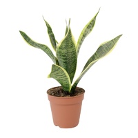 Snake Plant - Sansevieria cylindrica 140mm
