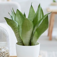 Mother in Law Tongue - Sanseveria Moonshine 200mm