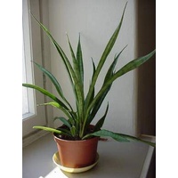 Snake Plant - Sanseveria Parva 200mm