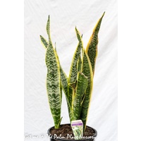 Mother in Law Tongue - Sanseveria Trifasciata 200mm