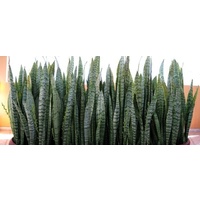 Mother in Law Tongue - Sanseveria Trifasciata (Green) 200mm