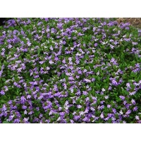 Scaevola Mauve Clusters - Scaevola albida Mauve Clusters 140mm