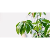 Umbrella Tree - Schefflera Alpine Jr 300mm