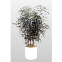 False aralia - Schefflera elegantissima 300mm